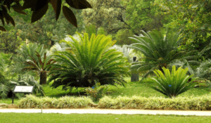 Orto Botanico Palermo